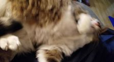 Cat Rolling in My Lap by Misc