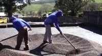 Natural Coffee Drying in Brazil - The Volcano Method by Travel and Events