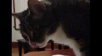 Cat enjoys paper towel by Misc