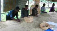 Coffee Sorting in Ethiopia by Travel and Events